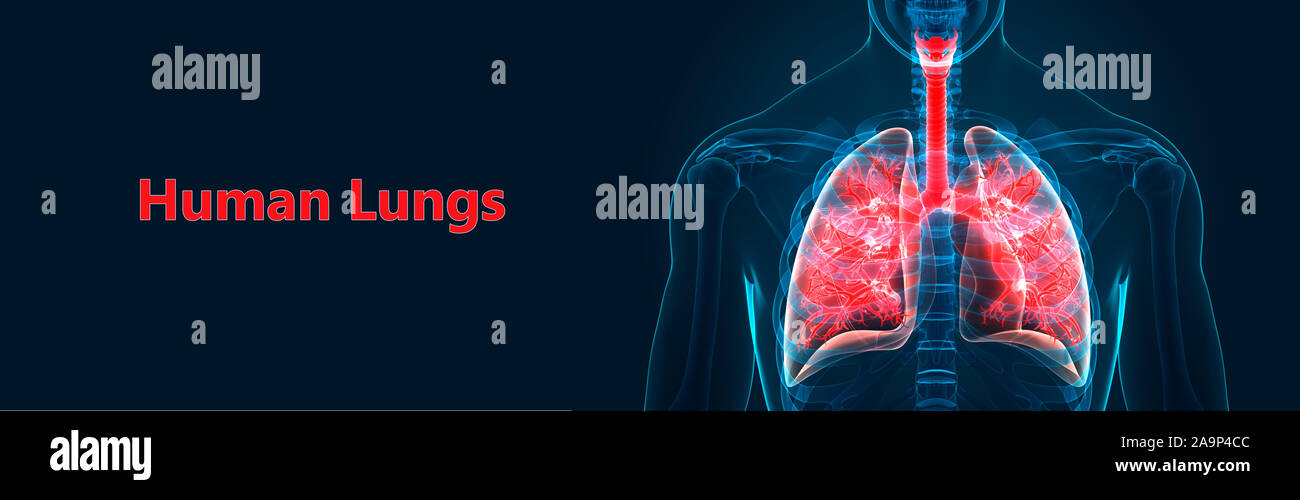 Respiratorio umano anatomia del sistema Foto Stock