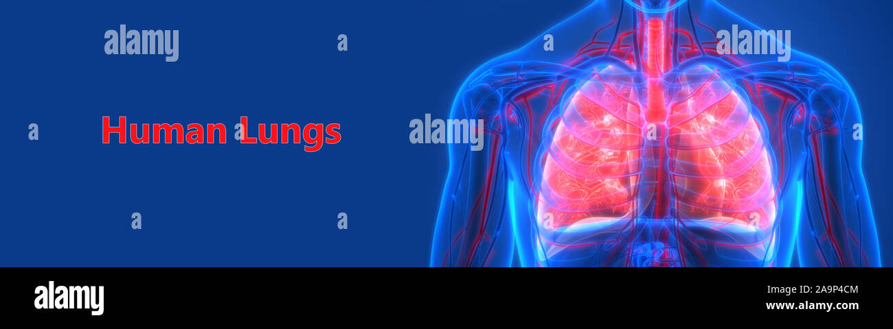 Respiratorio umano anatomia del sistema Foto Stock