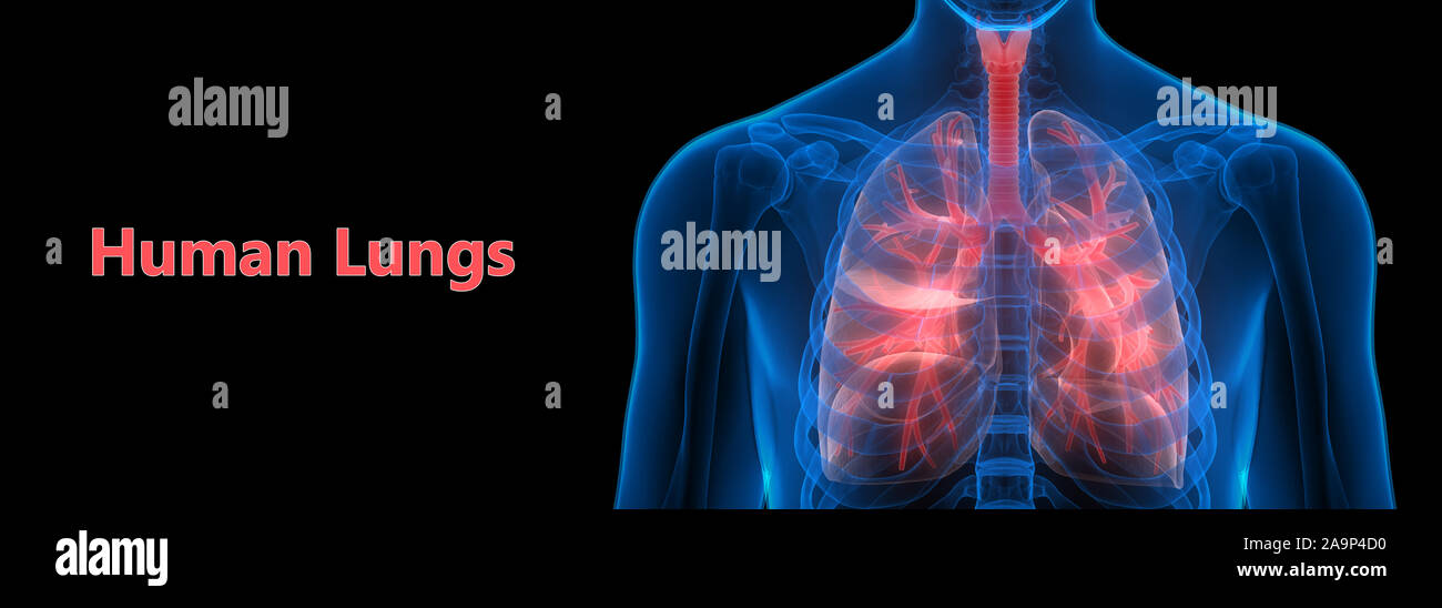 Respiratorio umano anatomia del sistema Foto Stock