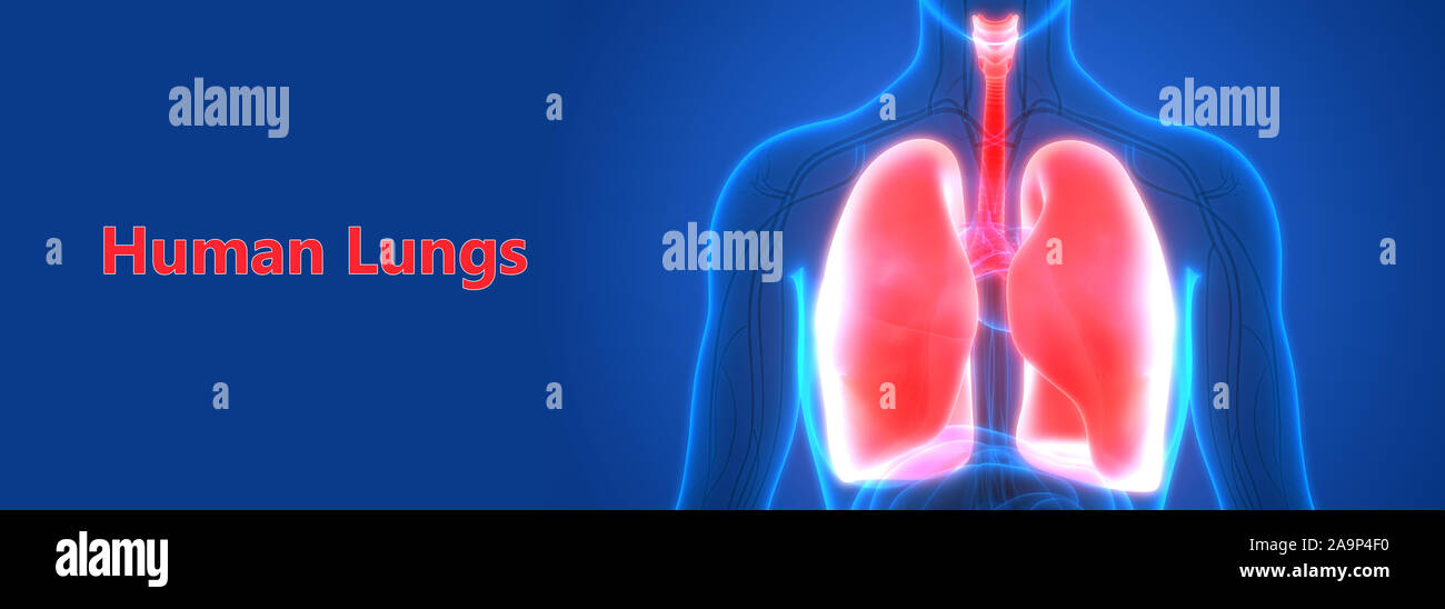 Respiratorio umano anatomia del sistema Foto Stock