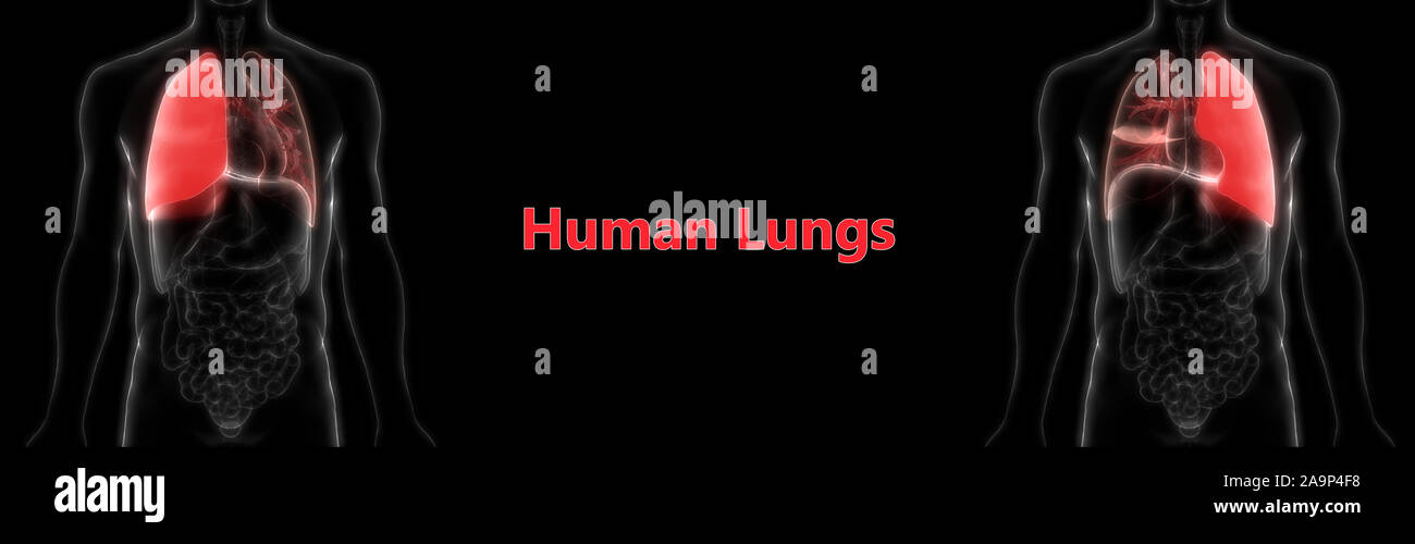 Respiratorio umano anatomia del sistema Foto Stock