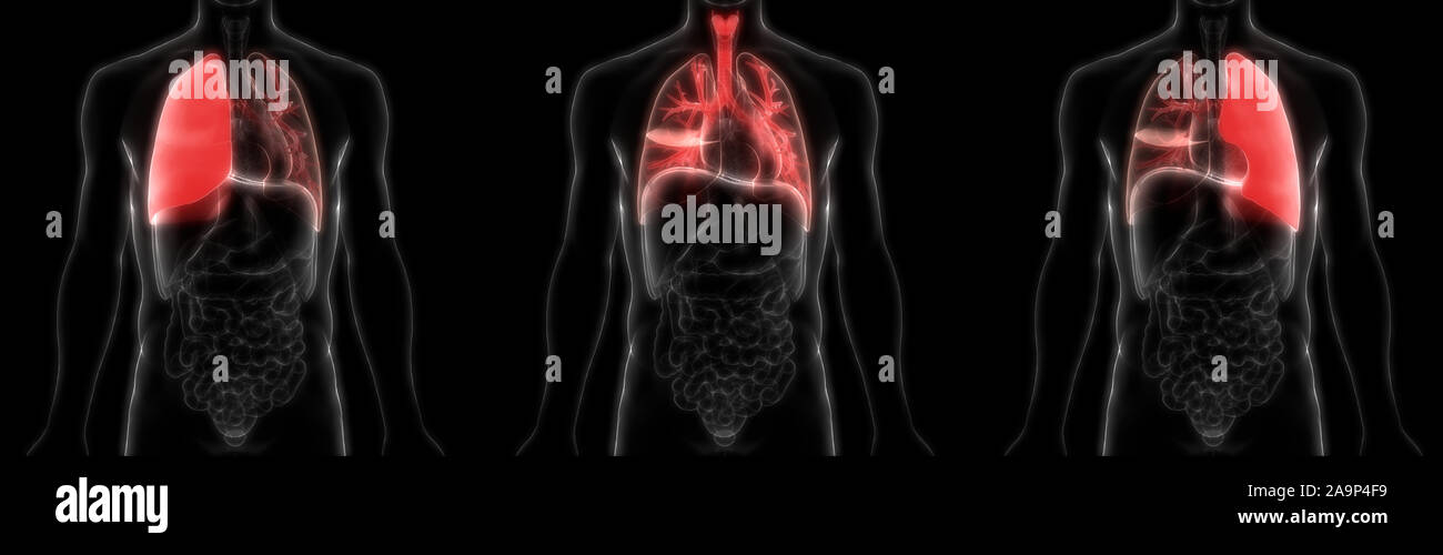 Respiratorio umano anatomia del sistema Foto Stock