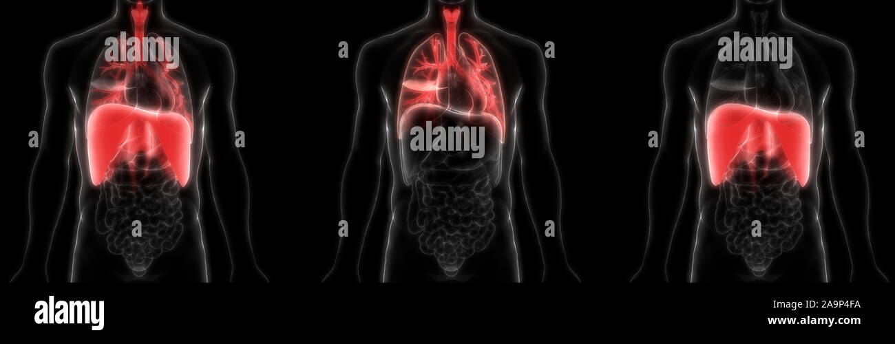 Respiratorio umano anatomia del sistema Foto Stock