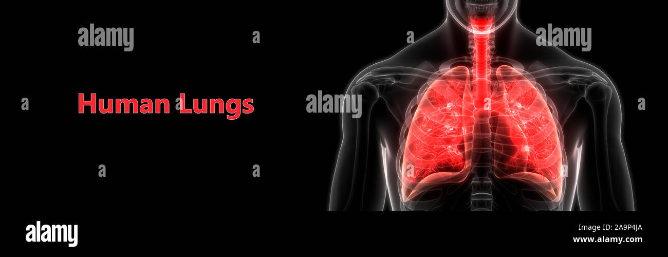 Respiratorio umano anatomia del sistema Foto Stock