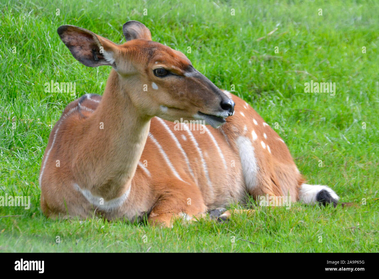 Il cervo a Marwell Zoo, Colden Common, Winchester, Regno Unito Foto Stock