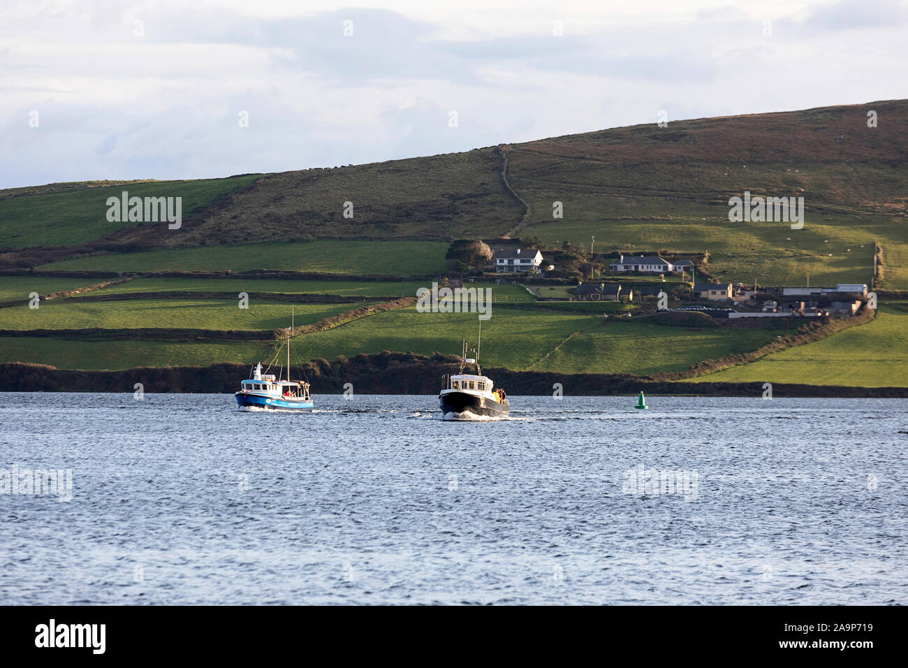 Le imbarcazioni turistiche di ritorno da Dingle Dolphin viaggio turistico, Irlanda Foto Stock