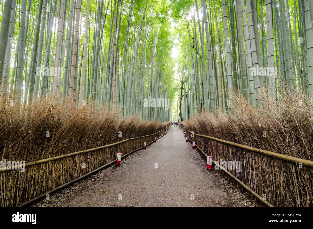 L'Arashiyama Bamboo Grove è uno dei luoghi più importanti di Kyoto perché: Stare in mezzo a queste altisonanti stecche di bambù è come essere in un altro mondo. Foto Stock