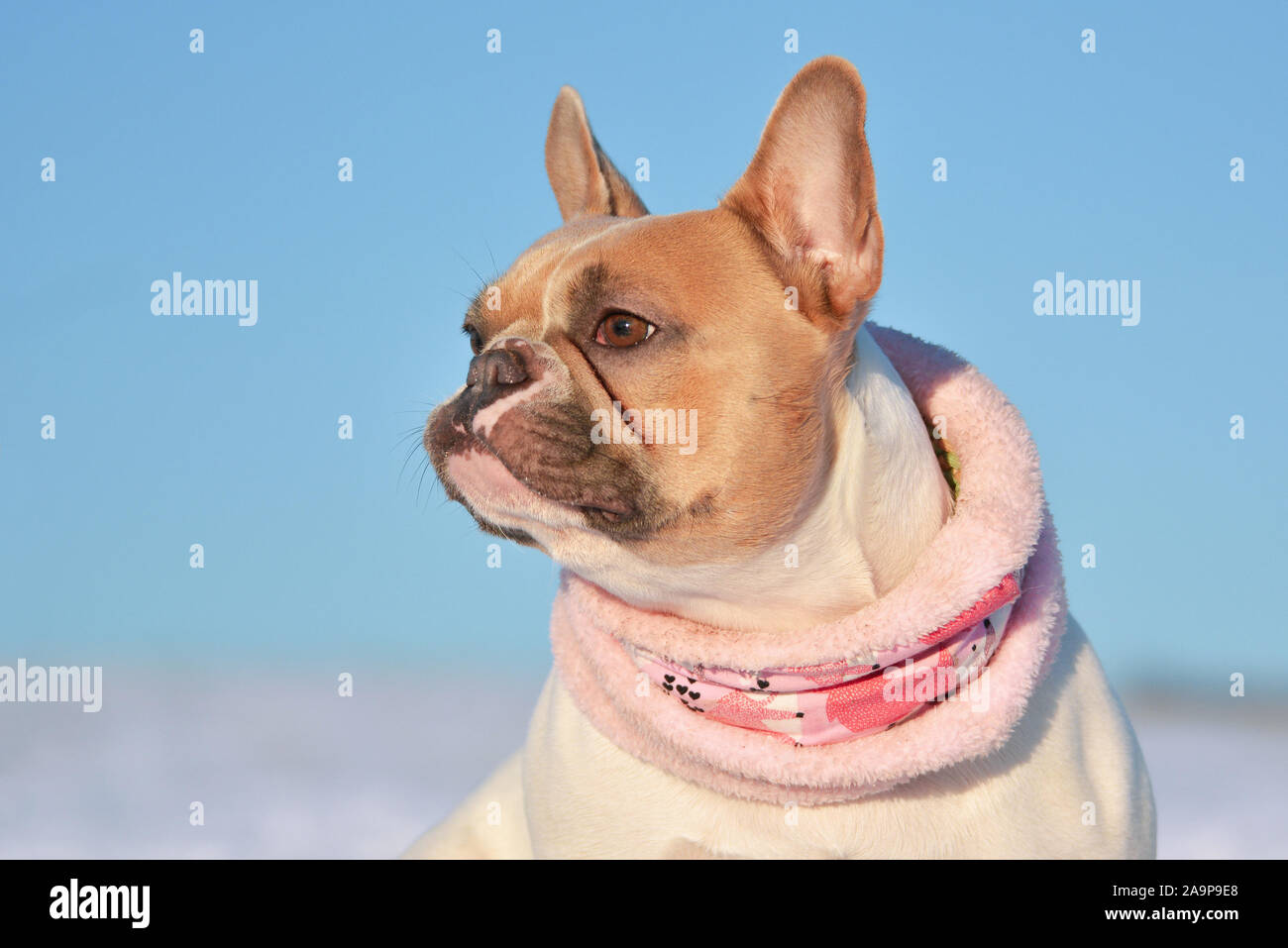 Ritratto di eed pied bulldog francese cane che indossa un caldo inverno rosa sciarpa in parte anteriore del winter snow landscape Foto Stock