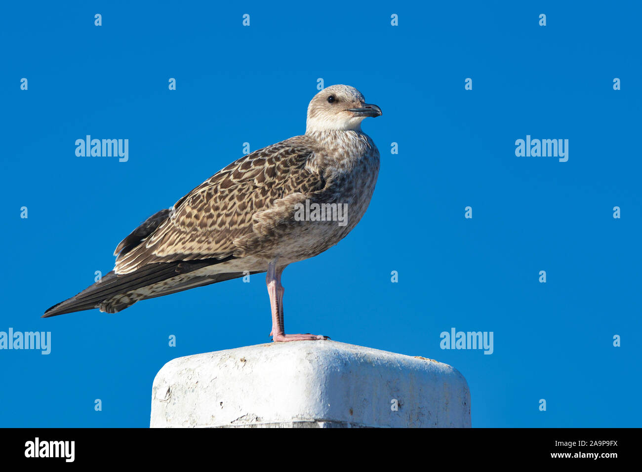 I capretti europea "Larus argentatus' aringa gull permanente bianco sul palo di legno nella parte anteriore del cielo blu sullo sfondo Foto Stock