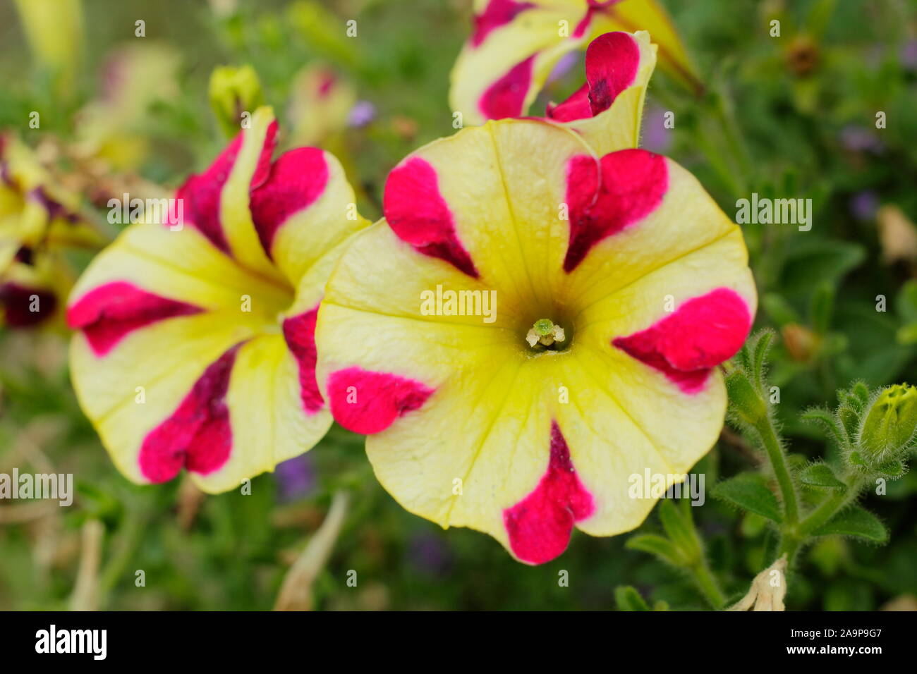 La Petunia 'Amore Regina di Cuori" in un cestello di appendere la visualizzazione di carattere distintivo a forma di cuore i modelli di petalo. Foto Stock