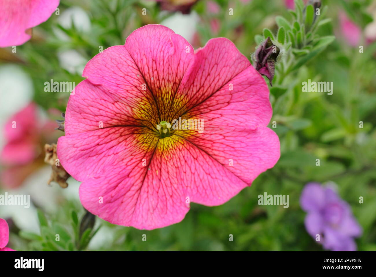 Petchoa Beautical 'Sunray rosa', una Petunia x Calibrachoa ibrido in una cesta appesa Foto Stock