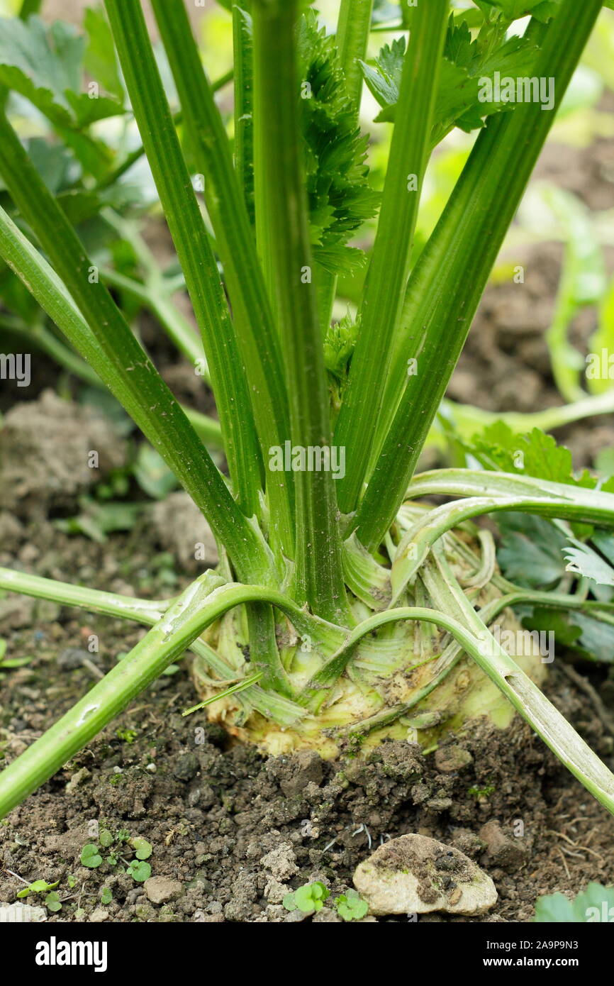 Il sedano rapa "brillanti" crescente in righe in un orto in tarda estate Foto Stock