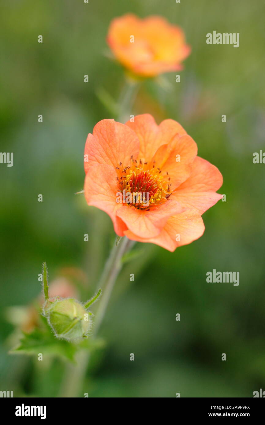 Geum "Totalmente Tangerine', floriferous perenne in un bordo del giardino Foto Stock