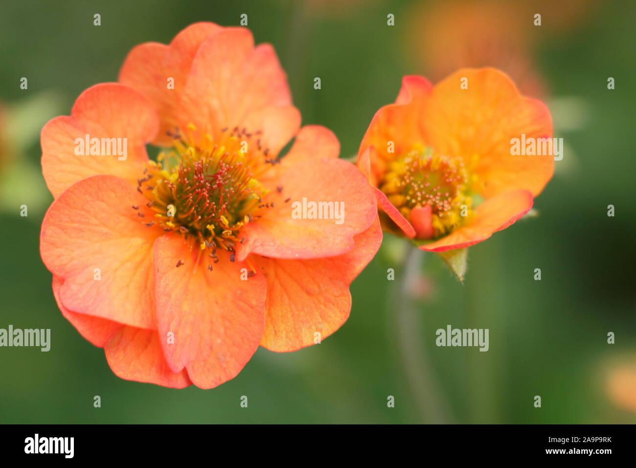 Geum "Totalmente Tangerine', floriferous perenne in un bordo del giardino Foto Stock