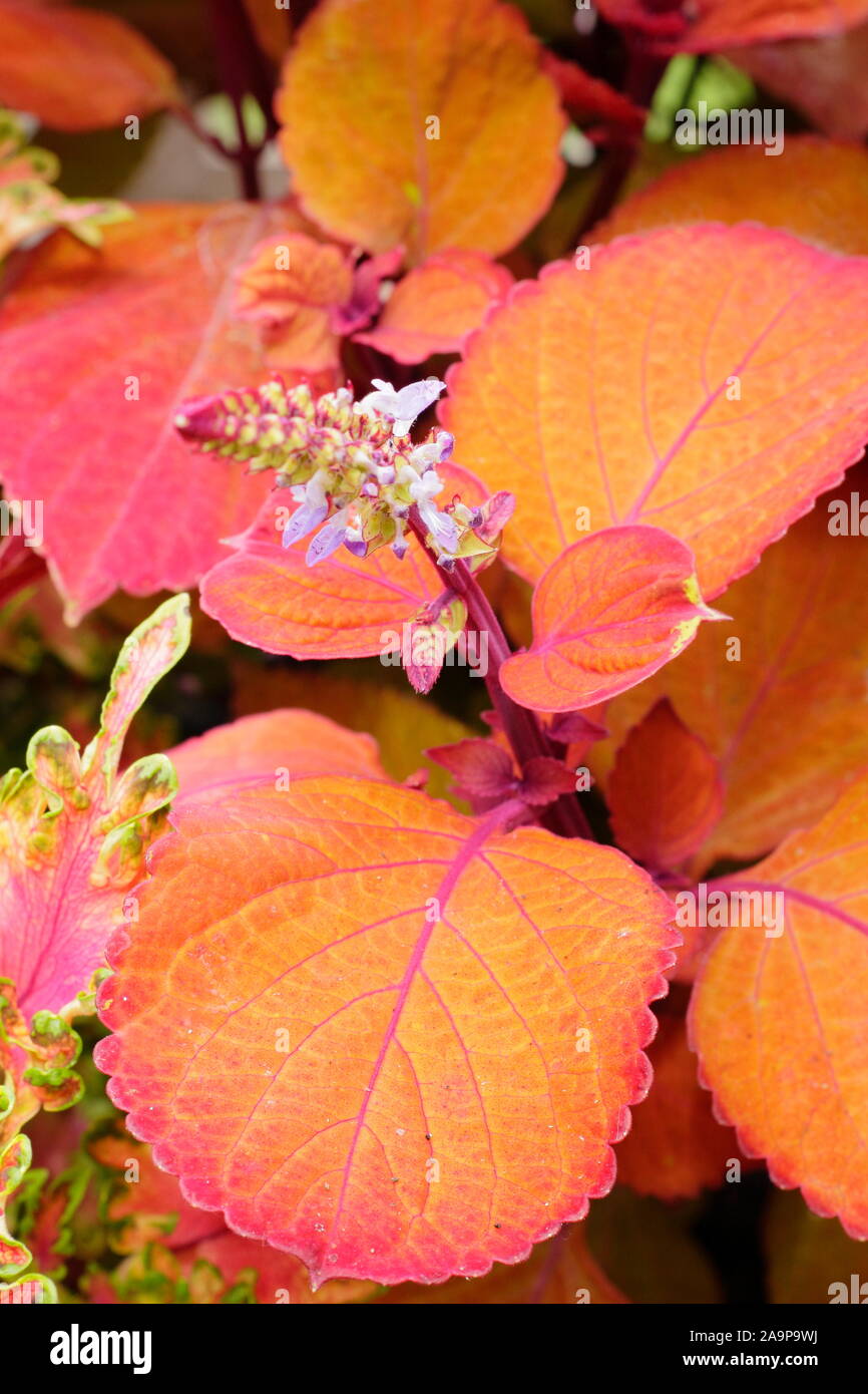 Solenostemon scutellarioides falò. Coleus "Campfire" la visualizzazione di fiore e arancione distintiva fogliame in tarda estate. Regno Unito Foto Stock