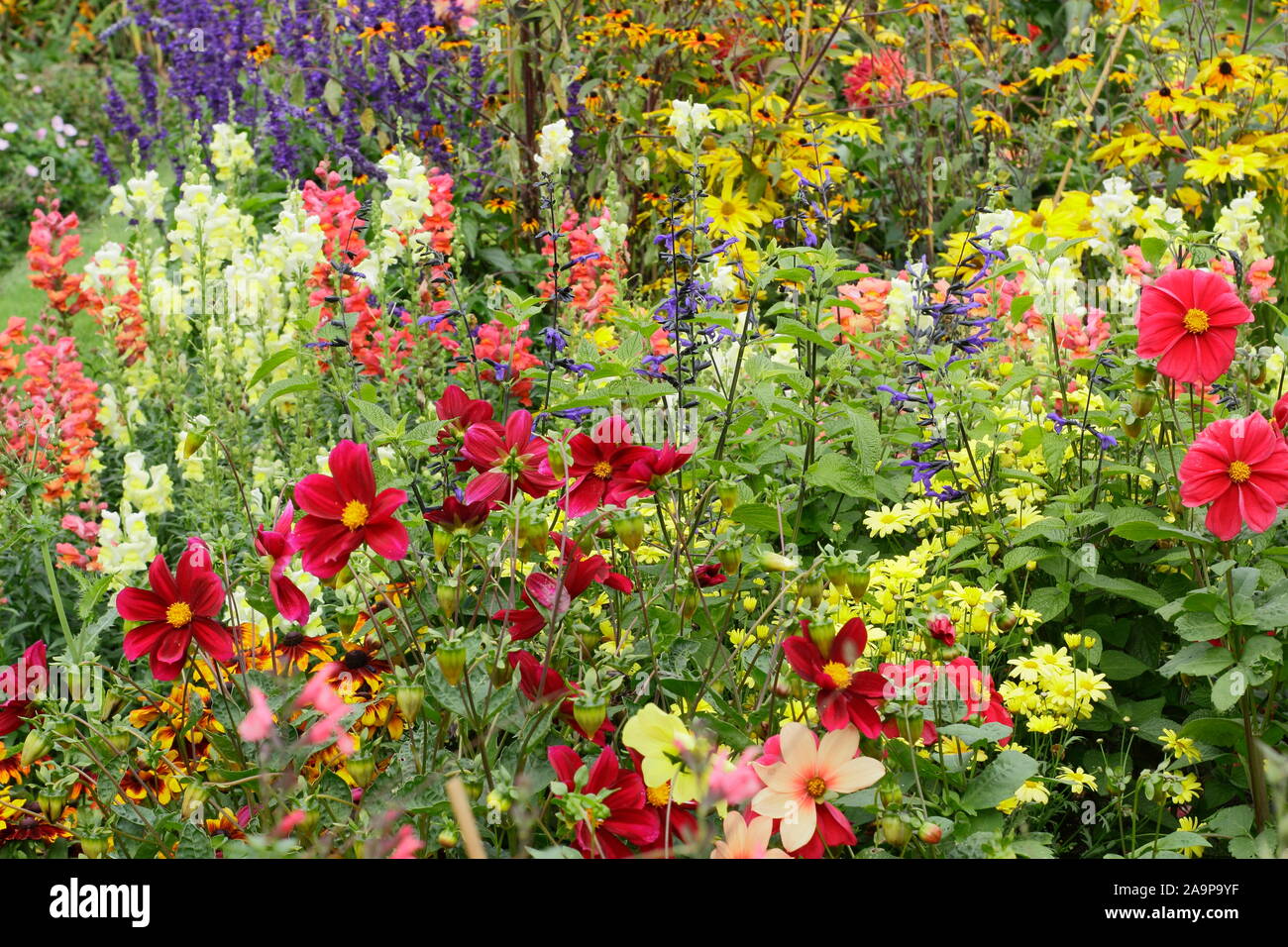 Inizio autunno giardino confine con Rudbeckia Toto 'rustico', 'Rudbeckia Prairie Glow', dalie, Antirrhinum 'Bronzo Coronette' e 'Coronette bianca". Foto Stock