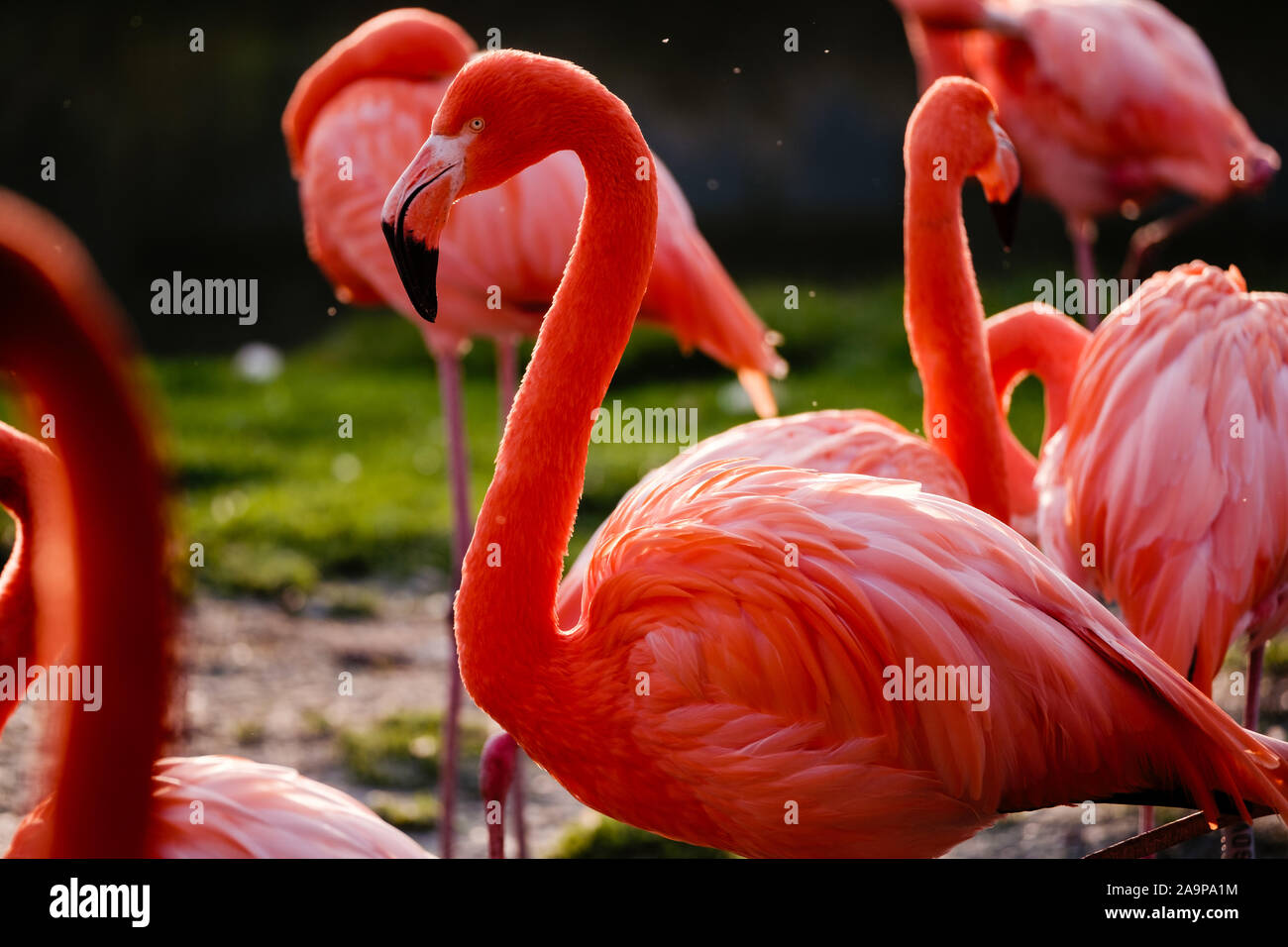 Fenicotteri rosa a Slimbridge Foto Stock