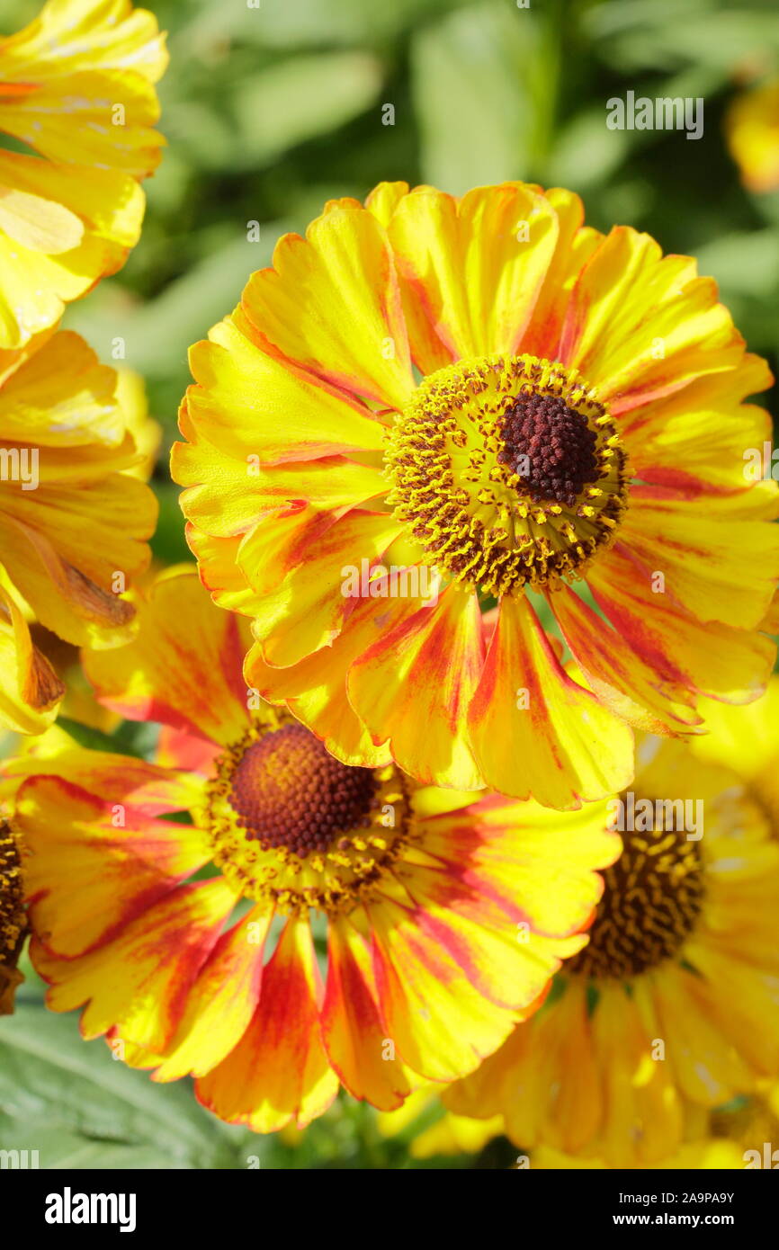 Helenium 'può' sneezeweed visualizzazione distintivo giallo blossoms flussato con rosso in una tarda estate giardino confine - Settembre. Regno Unito Foto Stock