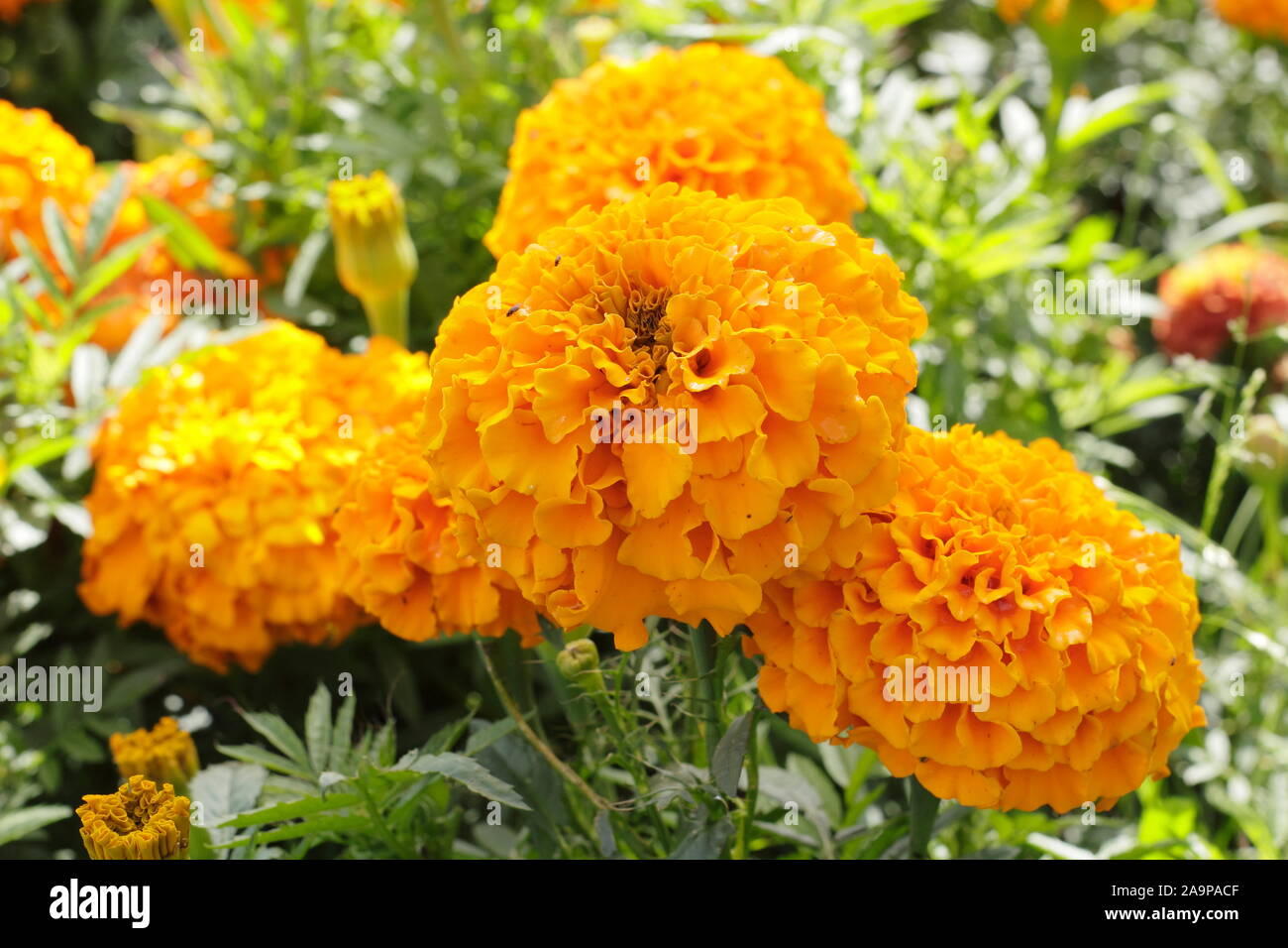 Tagetes erecta. Tagete africano 'Meraviglia arancione" visualizzazione distintiva grande il doppio di blumi in alte estate. F1. Foto Stock