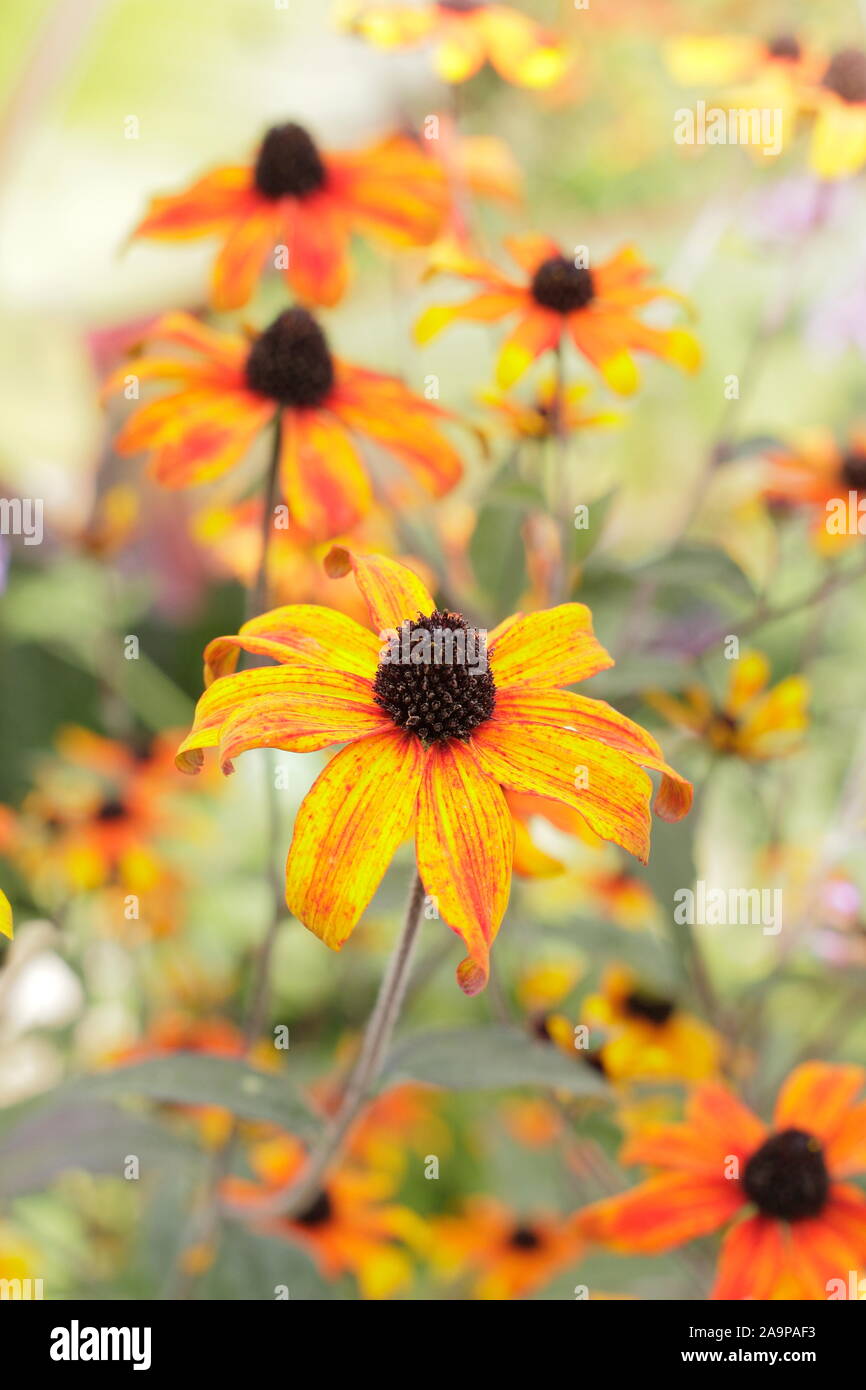 Rudbeckia triloba "Prairie Glow". Fiori di colore marrone-eyed Susan "Prairie Glow' in tarda estate giardino confine. Regno Unito Foto Stock