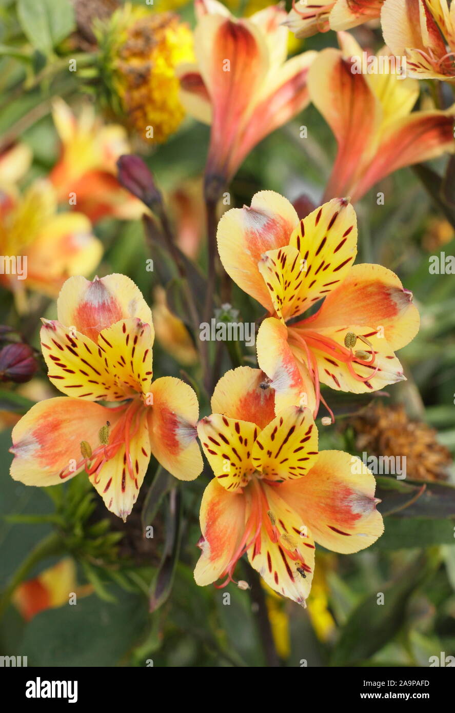 Alstroemeria "Summer Breeze' fiorisce in tarda estate Foto Stock