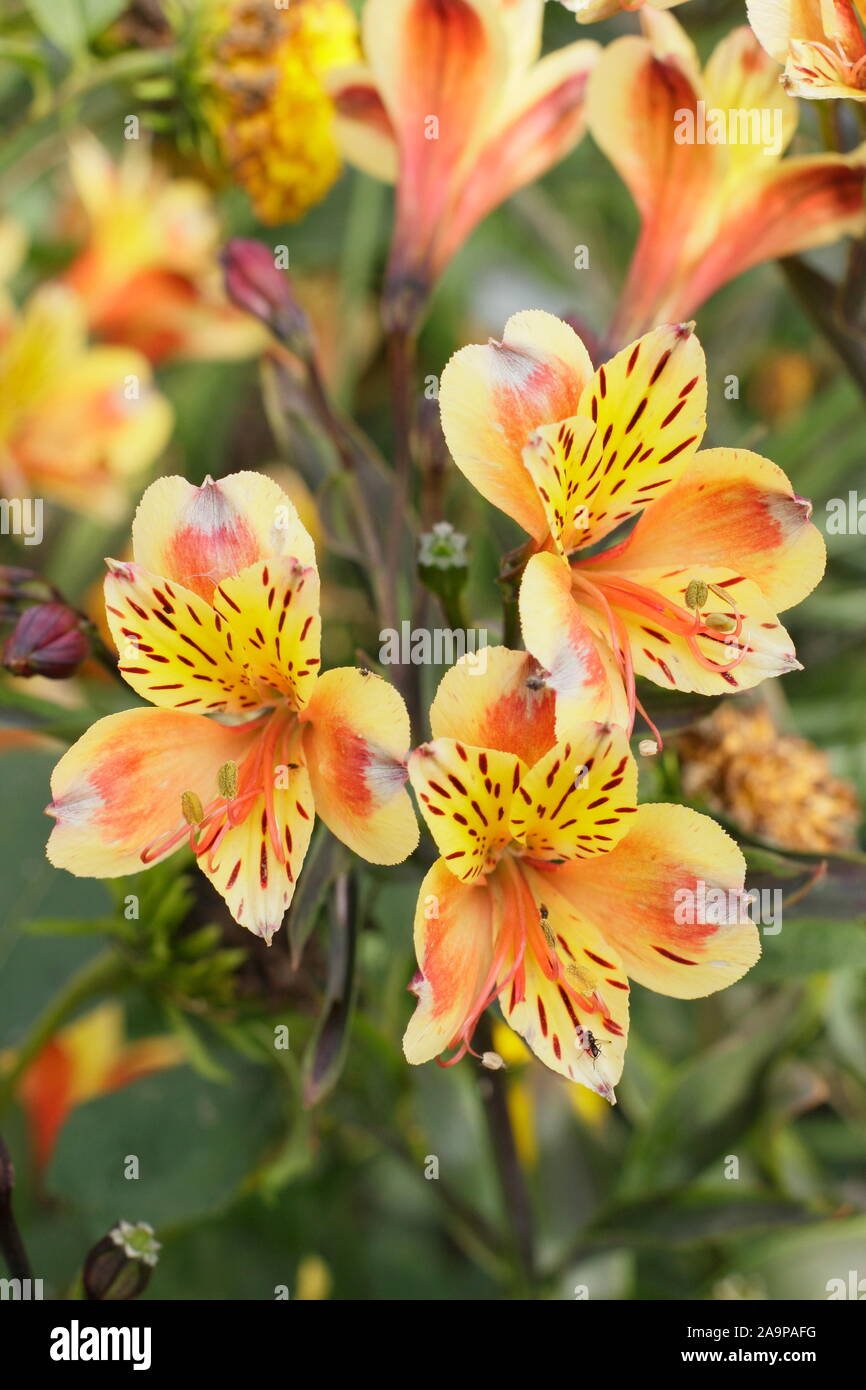 Alstroemeria "Summer Breeze' fiorisce in tarda estate Foto Stock