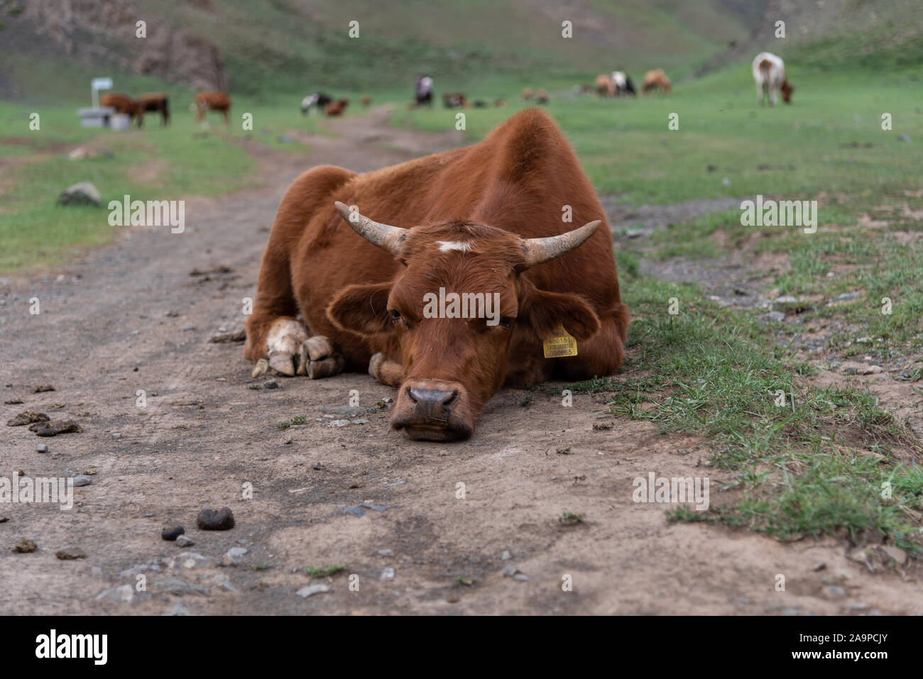 Mucca rilassante nella Valle dell'Aquila, Mongolia Foto Stock