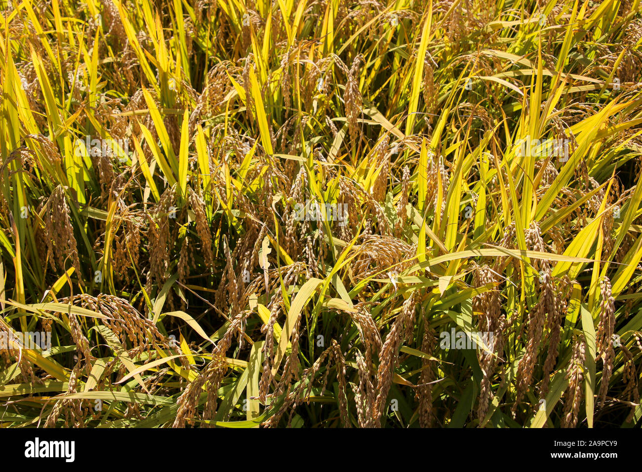 Grana di riso giallo oro campo colore. Il tempo della raccolta su azienda cerealicola. Foto Stock