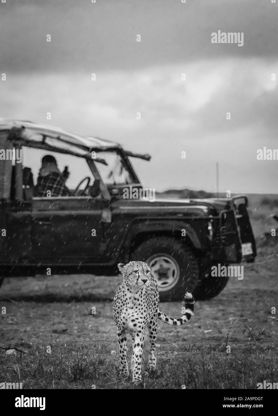 Gheetah sotto la pioggia sulle pianure di Maasai Mara, Kenya con un Land rover sullo sfondo Foto Stock