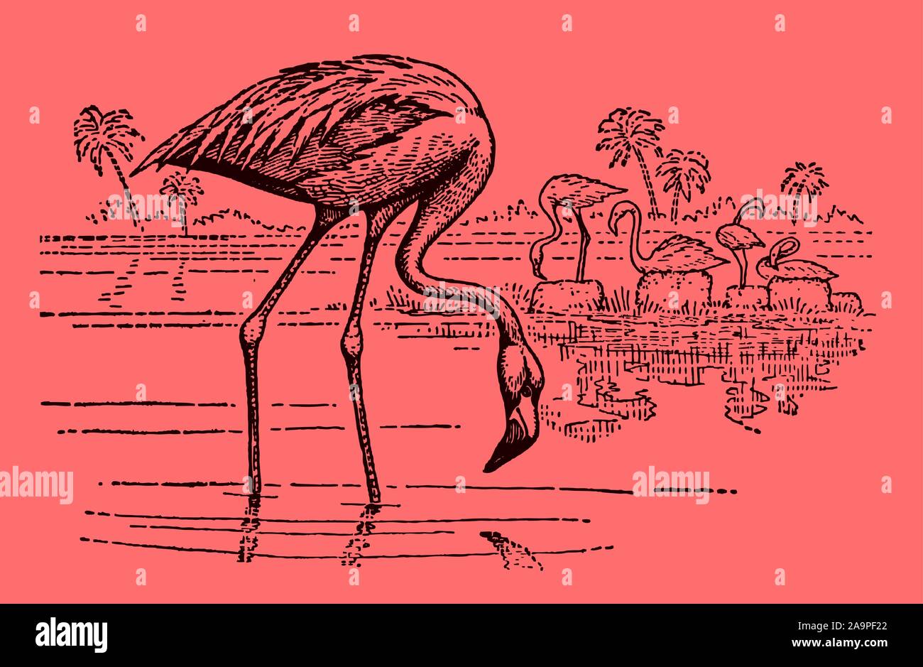 Gruppo di american flamingo (Phoenicopterus ruber) in piedi in acqua e in cerca di cibo, su uno sfondo di colore rosa. Modificabile in strati Illustrazione Vettoriale