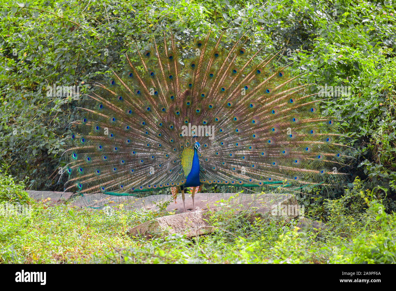 Indian peacock con la sua coda closeup aperto in una giornata di sole. Sri Lanka Foto Stock