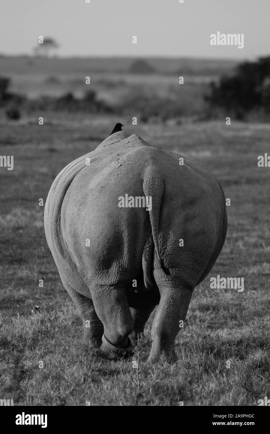 Kiss My A@# bracconieri Foto Stock