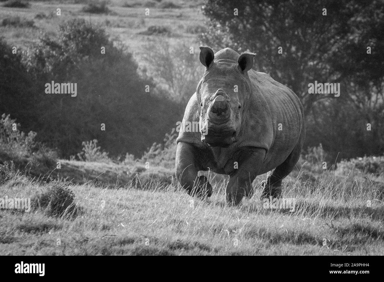 La carica del rinoceronte in relativa sicurezza della conservazione in cui vive Foto Stock