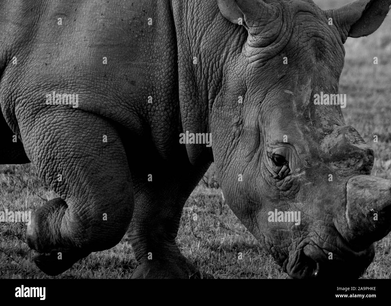 Ritratto di Rhino Foto Stock