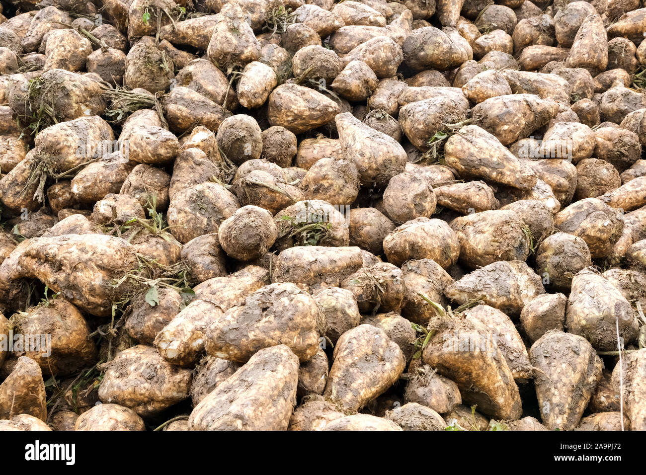 La barbabietola da zucchero Beta vulgaris memorizzati in una morsa o mucchio posto raccolto su una fattoria in Lincolnshire Foto Stock