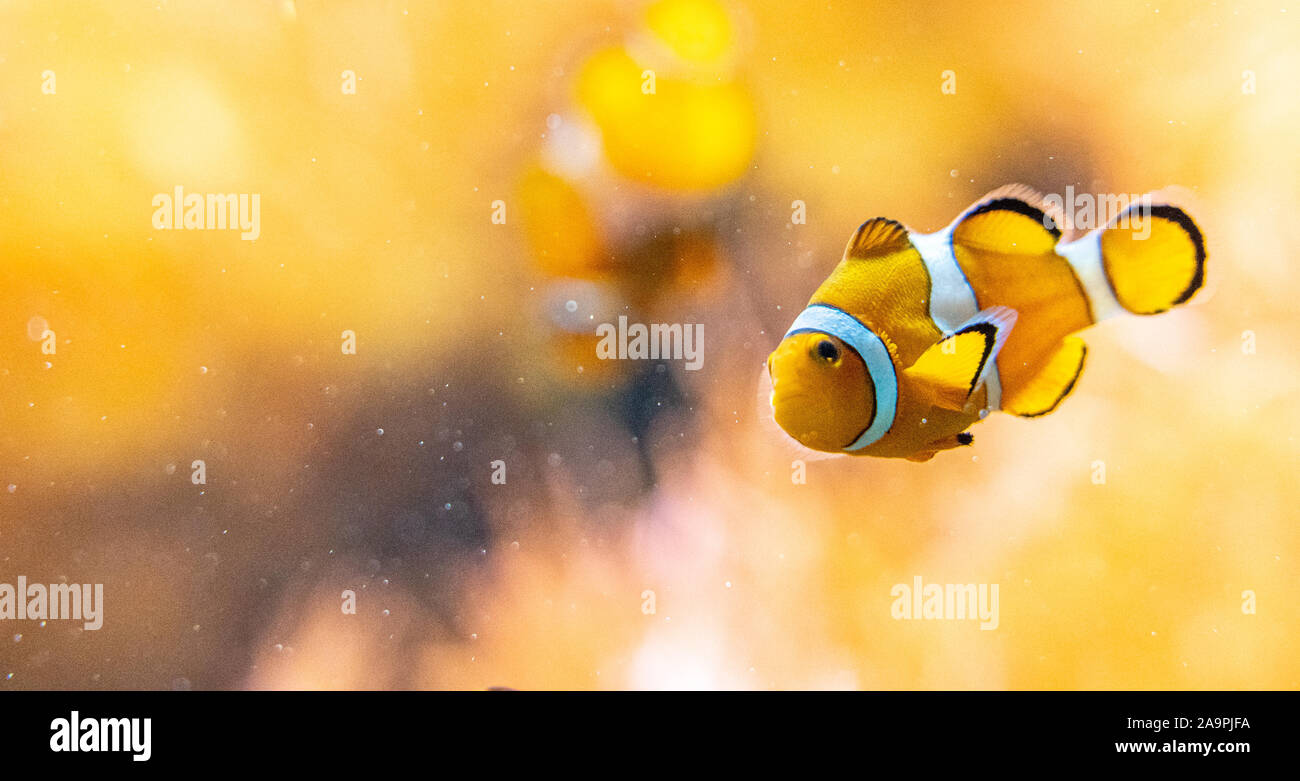Primo piano del famoso nemo pesce pagliaccio allo zoo di Francoforte, Germania Foto Stock