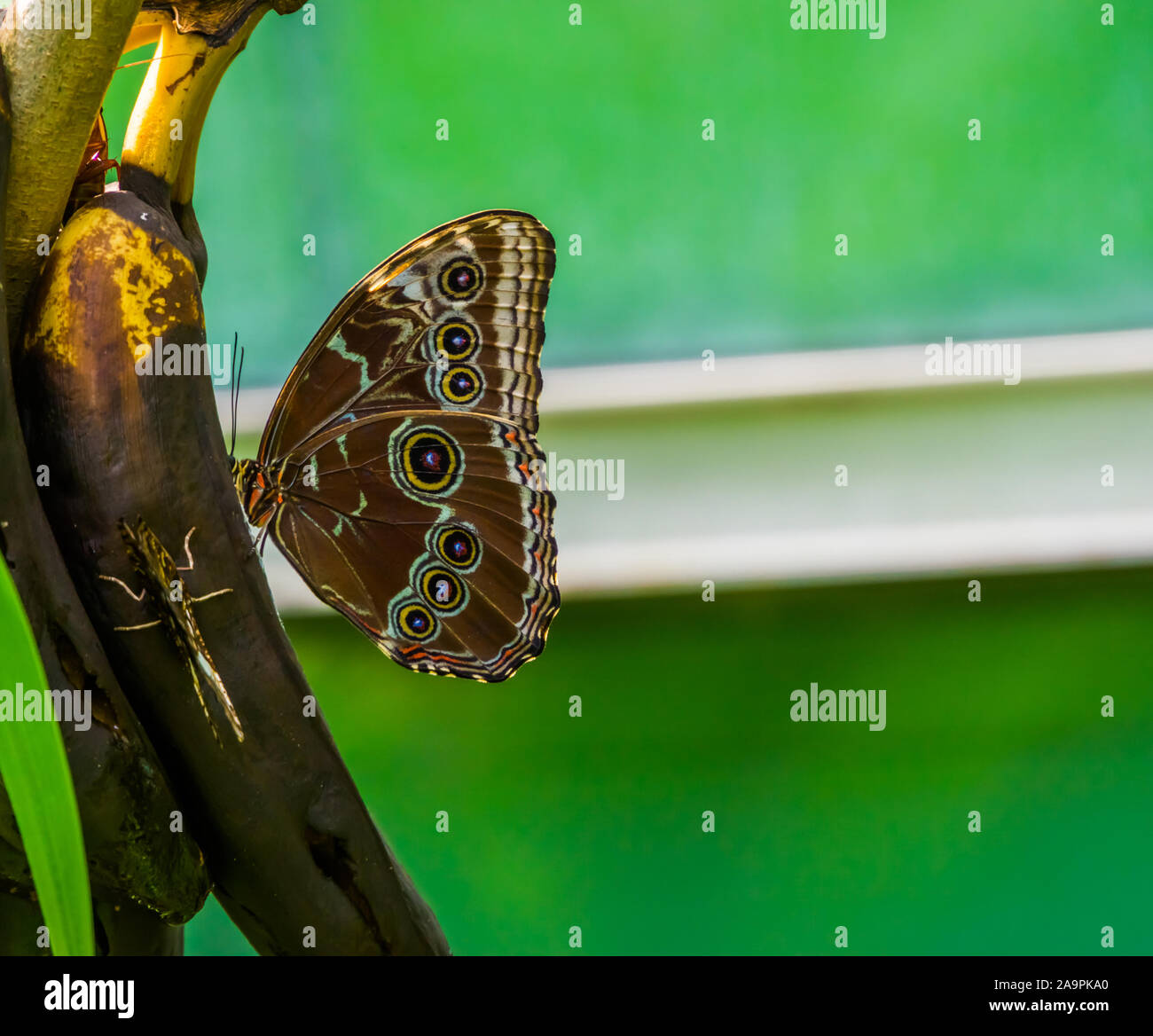 Closeup ritratto di un blu peleides morfo butterfly, popolare di insetti tropicali specie dall America Foto Stock