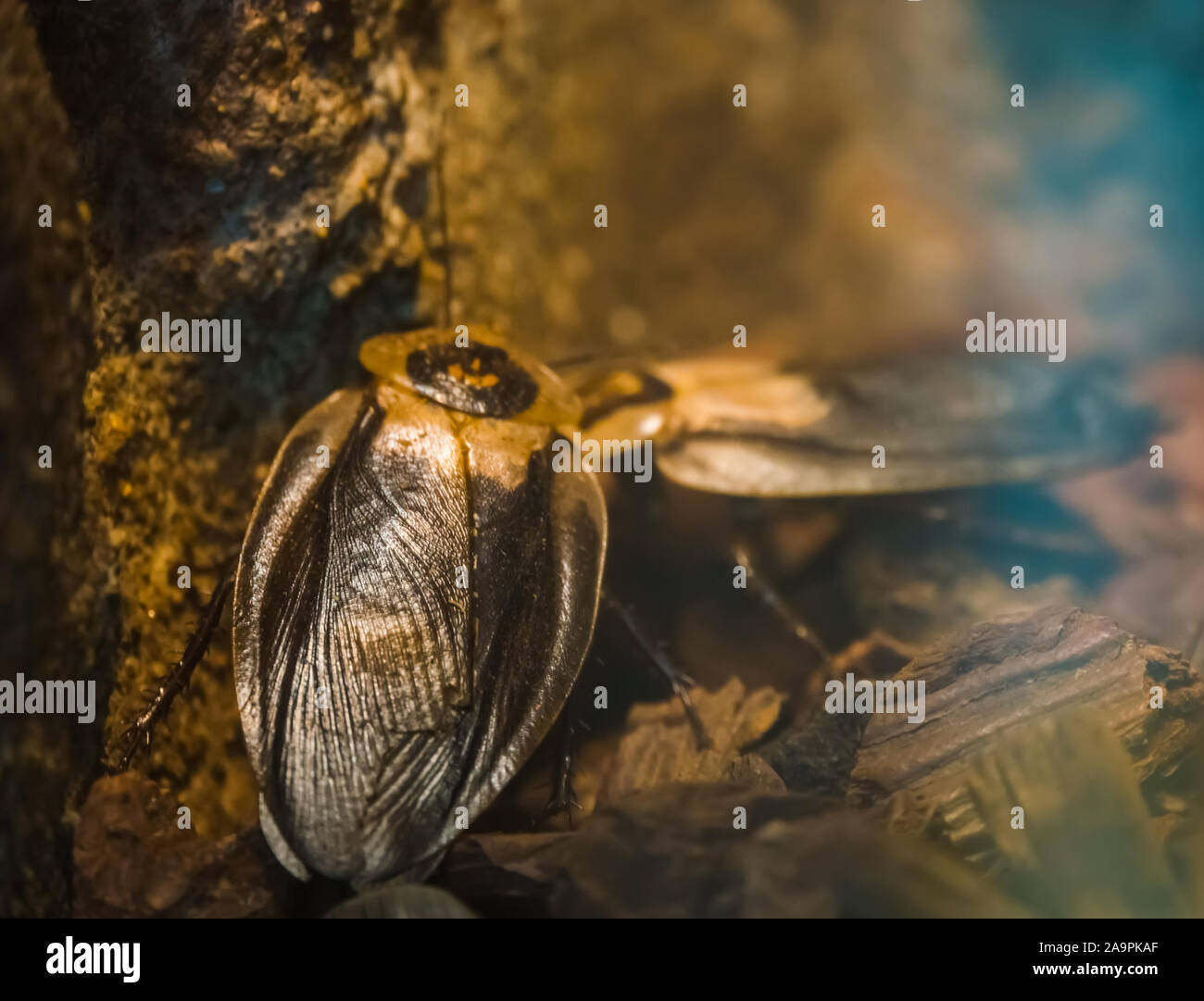 Macro closeup di morte la testa scarafaggi, popolare specie di insetto dall America Foto Stock