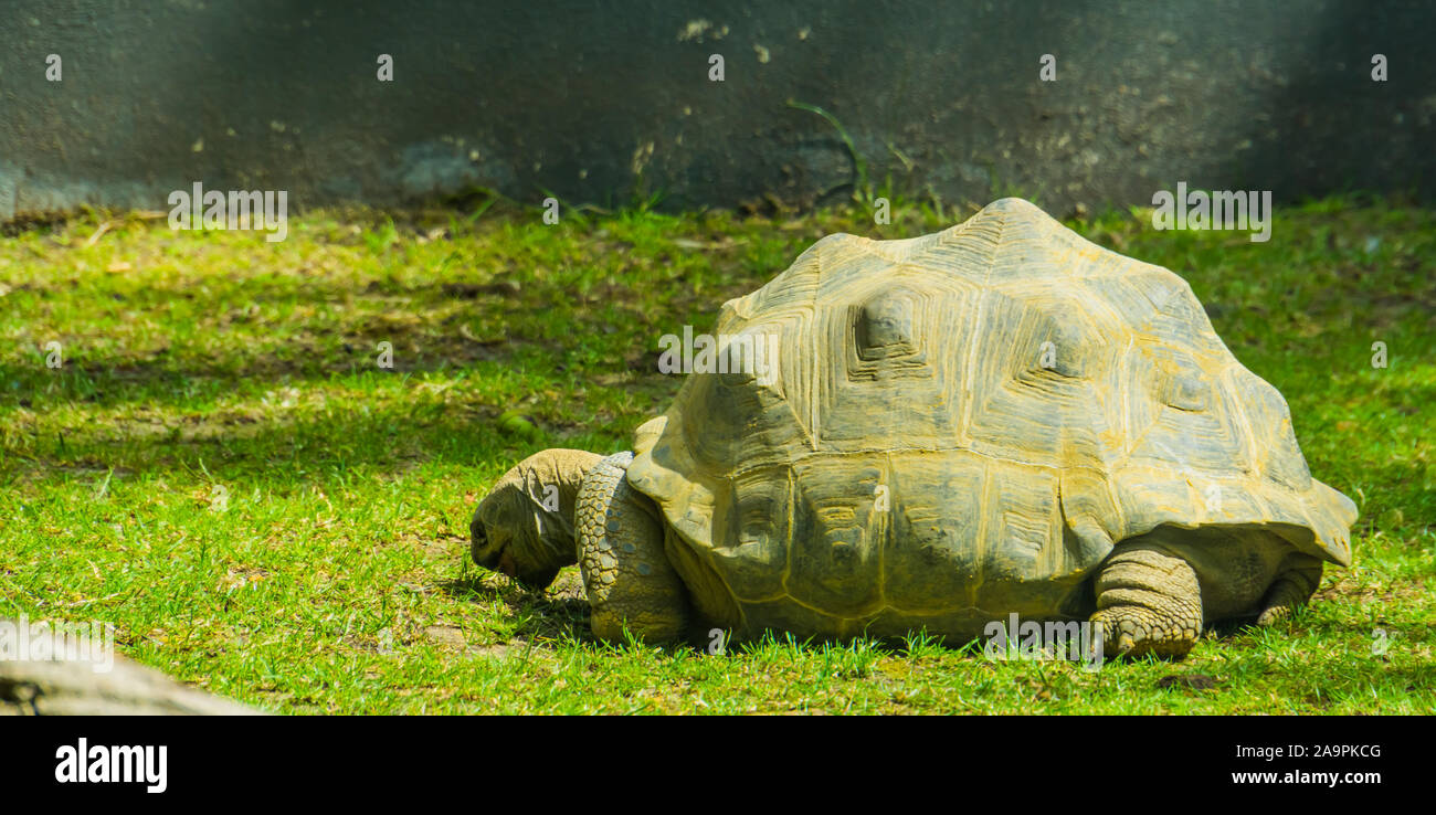 Tartaruga gigante di Aldabra, il più grande paese specie di tartaruga nel mondo tropicale di specie di tartaruga dal Madagascar con lo stato vulnerabile Foto Stock