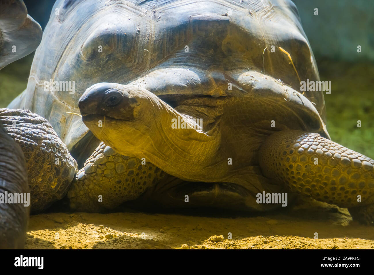 Tartaruga gigante di Aldabra con la sua testa in primo piano, terra dimora tartarughe, vulnerabile specie animale dal Madagascar Foto Stock