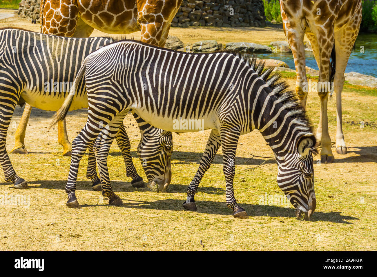 Imperial zebra in primo piano, in via di estinzione specie animale da Africa, in bianco e nero a strisce cavallo selvaggio Foto Stock
