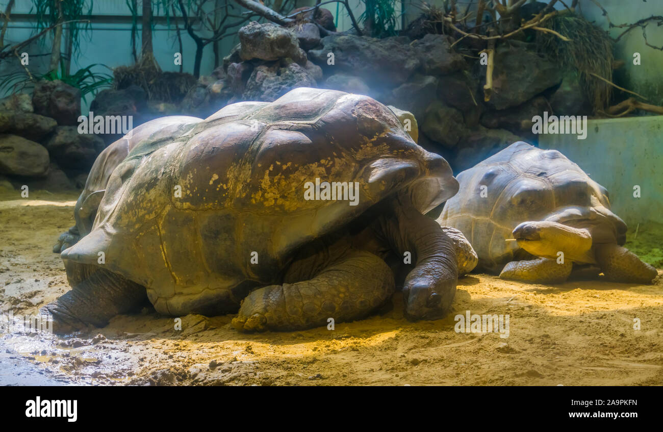 Ritratto di una tartaruga gigante di Aldabra, terra dimora tartaruga, mondi più grande della specie vulnerabili specie animale Foto Stock