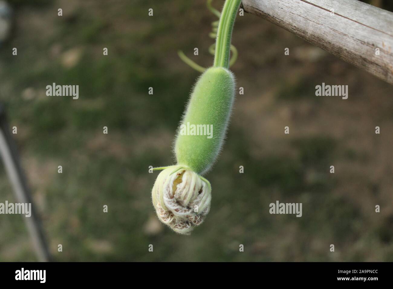 La zucca bud in Bangladesh Foto Stock