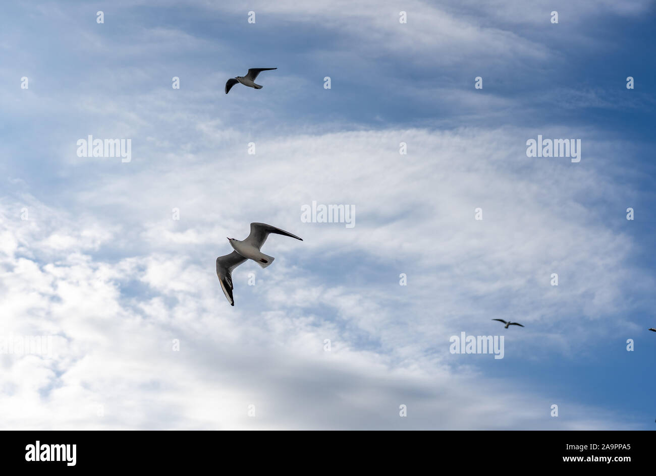 Primo piano di gabbiani fotografato in volo Foto Stock