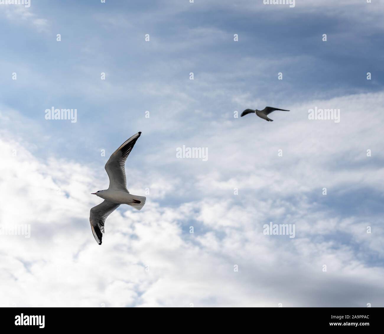 Primo piano di gabbiani fotografato in volo Foto Stock