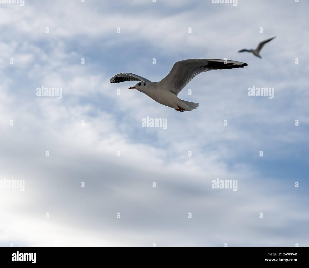 Primo piano di gabbiani fotografato in volo Foto Stock