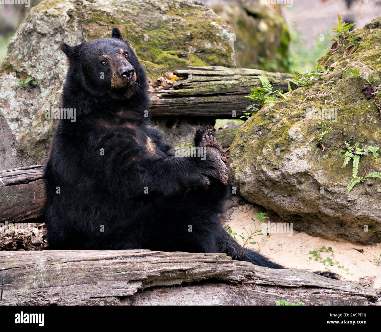 Portare in appoggio da una roccia e log e guardando la telecamera mentre esponendo il suo corpo, testa, le orecchie, gli occhi, muso zampe nei dintorni e ambiente ma Foto Stock