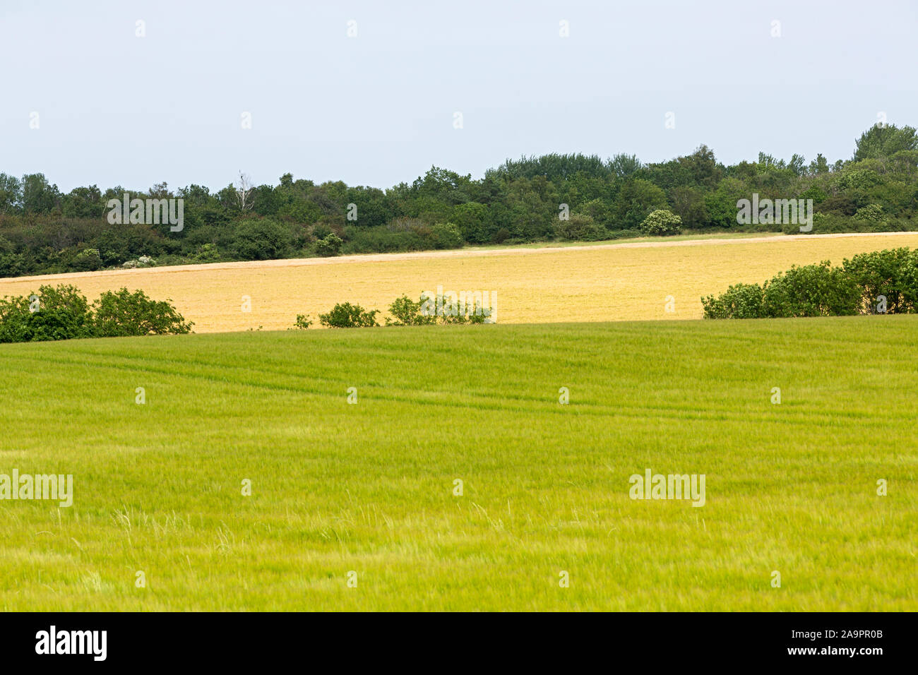 Bornholm Kåsby, Getreidefelder, Meer, Himmel, Horizont Foto Stock