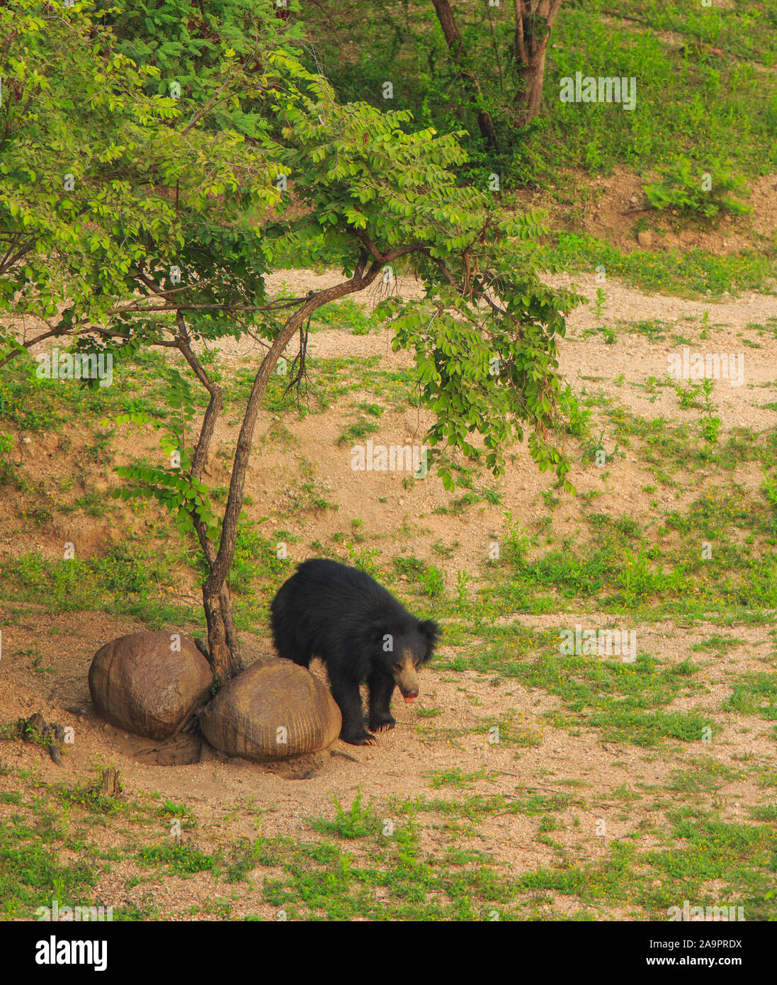 Un bradipo recare in Daroji Sloth Bear Santuario (Karnataka, India) Foto Stock
