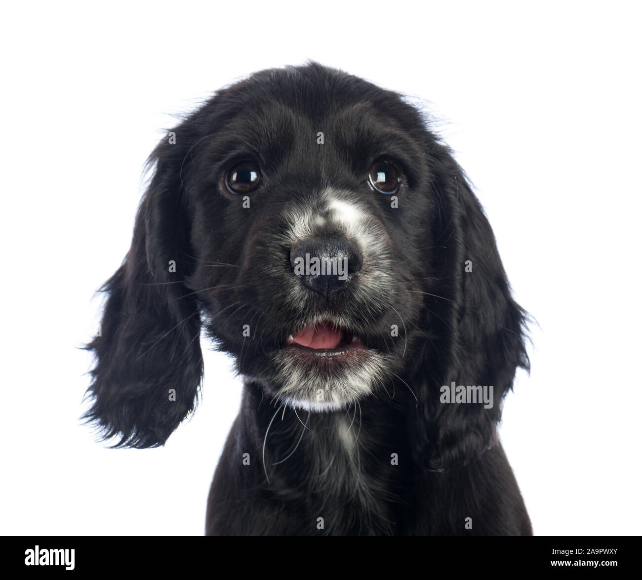 Cucciolo bianco e nero Spaniel Foto Stock